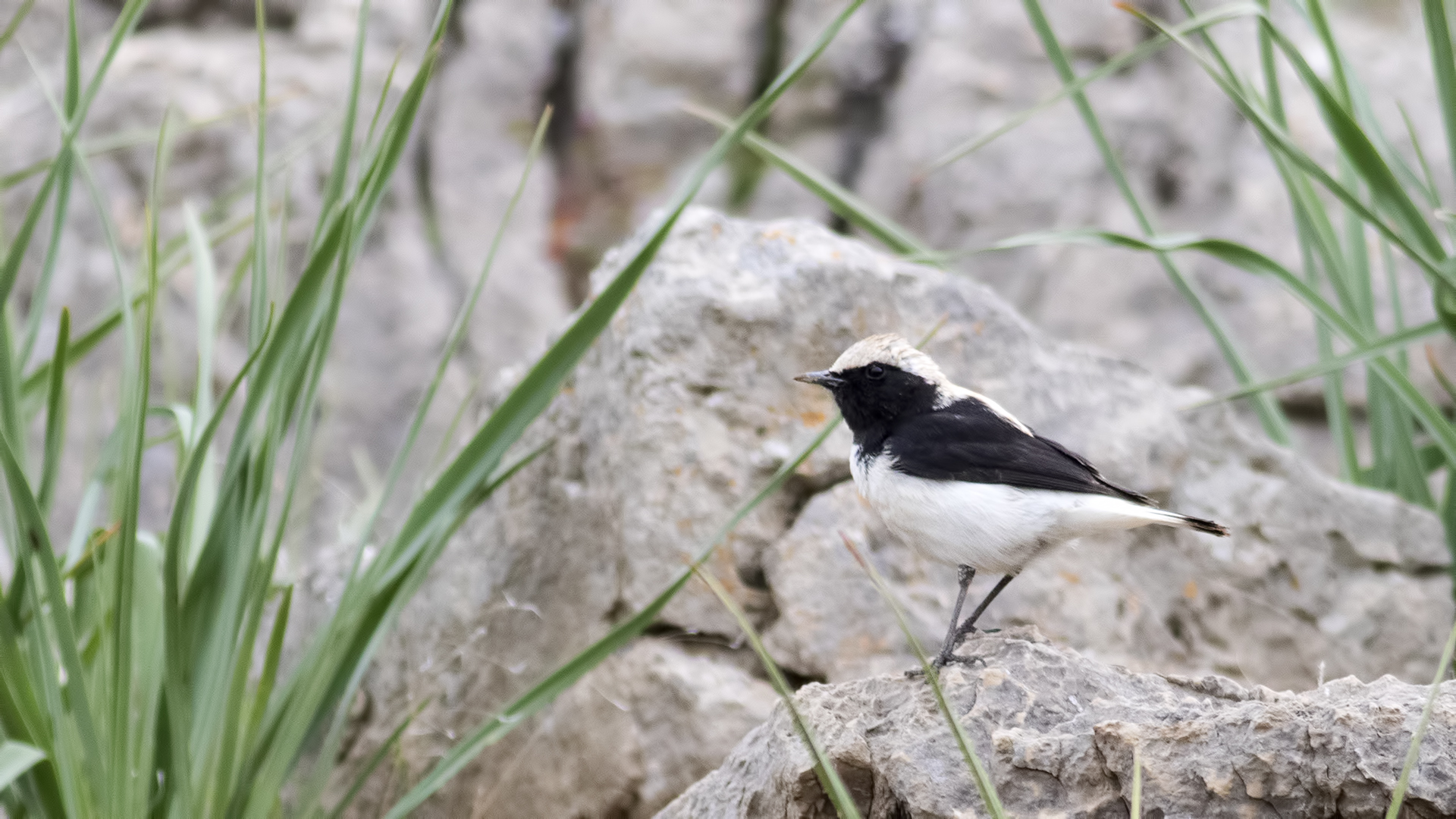 Finsch's Wheatear